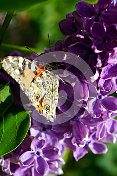 A bright orange butterfly collects pollen on a bush of purple lilac