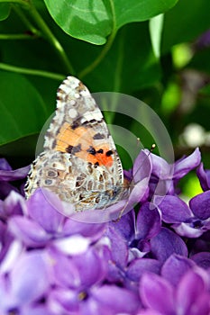 A bright orange butterfly collects pollen on a bush of purple lilac