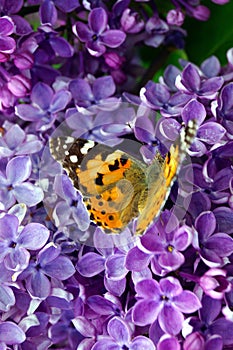 A bright orange butterfly collects pollen on a bush of purple lilac