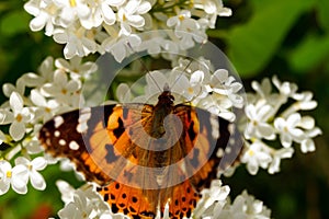 A bright orange butterfly collects pollen on a bush of white lilac