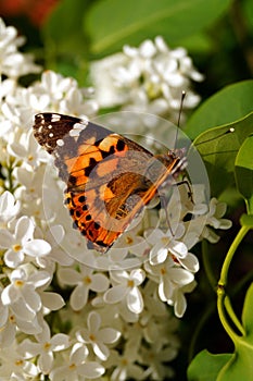 A bright orange butterfly collects pollen on a bush of white lilac