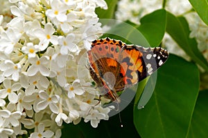 A bright orange butterfly collects pollen on a bush of white lilac