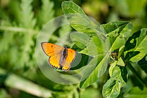 Bright orange butterfly Large copper Lycaena dispar sits on green leaves