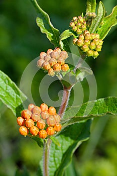 Bright Orange Butterfly weed Newly Budding - Asclepias tuberosa - Vertitcal