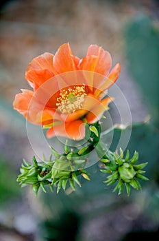 Bright orange cactus flower