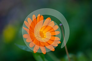 Bright orange calendula flower close-up photography on a green background.