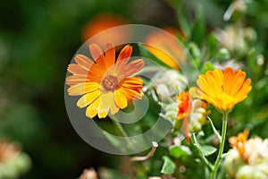 Bright orange calendula marigold flower blooming in the spring sunlight