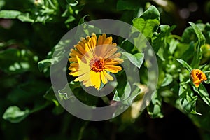 Bright orange calendula marigold flower blooming in the spring sunlight