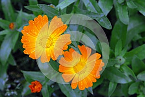 Bright orange Calendula marigold flowers in drops of dew