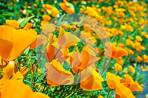 Bright orange california poppies in full bloom Eschscholzia californica photo