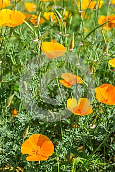 Bright orange Californian poppies with a green background