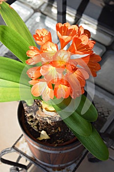 bright orange clivia lilly
