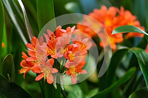 Bright orange cluster of flowers