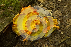 Bright orange cluster of sulfur shelf mushrooms in New Hampshire