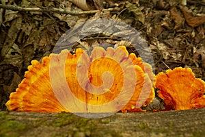 Bright orange cluster of sulfur shelf mushrooms in New Hampshire