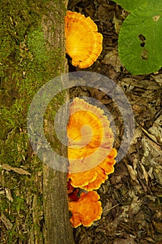 Bright orange cluster of sulfur shelf mushrooms in New Hampshire