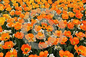 Bright orange color of Darwin Hybrid tulips `Daydream` at full bloom