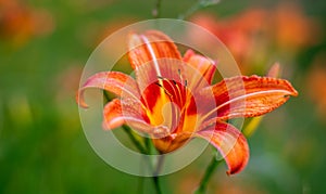 The bright orange color of the mountain lily