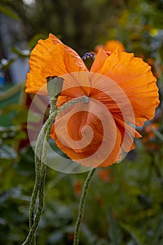 Bright orange color poppy flower petals and green seed box