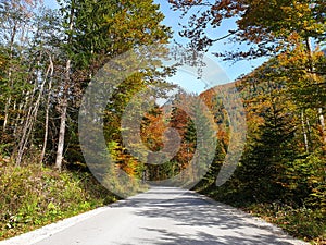 Bright orange color trees with road at Logar valley - Slovenia