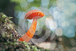 Bright orange colored Hygrocybe mushroom close up