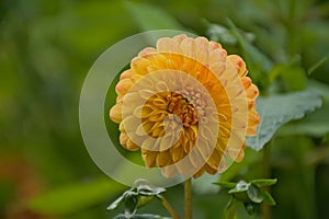 bright orange dahlia flower in the garden