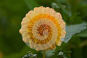 bright orange dahlia flower in the garden