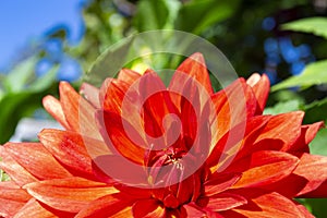 Bright orange dahlia petals macro, floral abstract background. Close up of flower dahlia for background