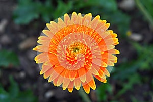 Bright Orange Daisy Flower with Raindrops