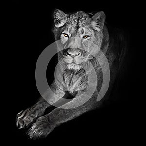 Bright orange eyes, bleached face liones on a black background. lioness on a black background. looks attentively. powerful lion