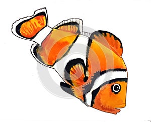 Bright orange fish with white stripe and black outline photo