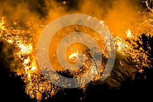 Bright Orange Flames and Embers Burn Black Brush at Night during California Fire