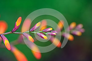 Bright Orange Flower Buds photo