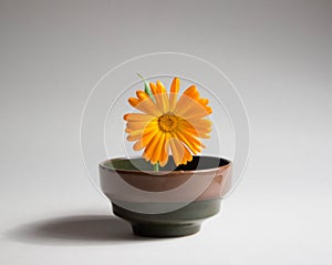 Bright orange flower in a clay vase. Beige background