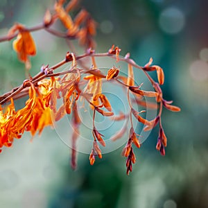 Bright orange flower of Crocosmia on green natural background, soft focus, bokeh
