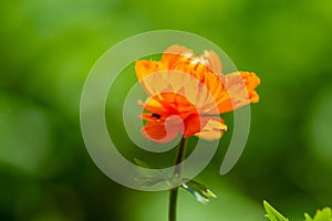 Bright orange  flower on a green background on a Sunny day.