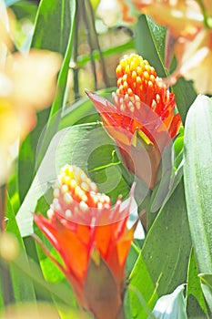 Bright orange flower with green leaf background