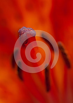 Bright orange flower lily stamens with pollen and pestle macro on bokeh background