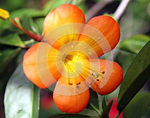 A bright orange flower macro