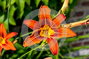 A bright orange flower in the sunshine