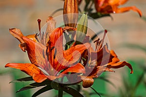 Bright orange flower of a tiger lily