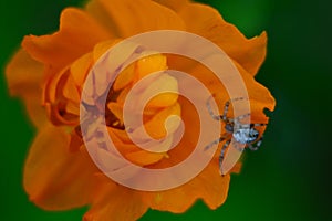 Bright orange flower of the Trollius with a spider on the petals. On a green background. Macro shot.