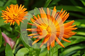 Bright orange flowers of calendula Lat. Calendula officinalis close-up