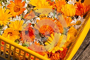 Bright orange flowers of calendula and white chamomile in basket. Herbalism as an alternative medicine