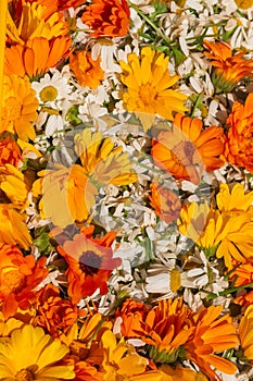 Bright orange flowers of calendula and white chamomile close-up. Herbalism as alternative medicine