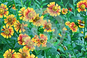 Bright orange flowers of Helenium hybrid or Gaillardia