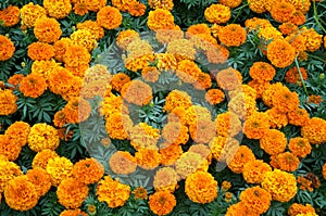 Bright orange flowers marigolds in the park