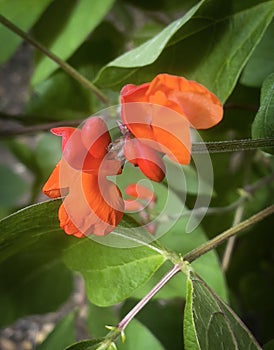 Bright orange flowers of Runner Beans