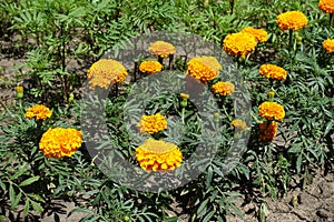 Bright orange flowers of Tagetes erecta photo