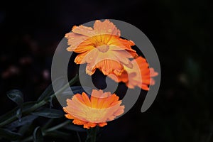 Bright orange flowers with water drops